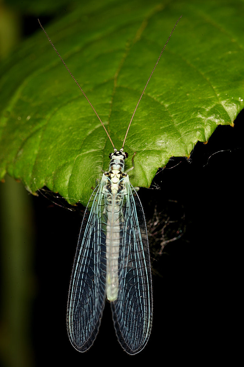 Chrysopa perla